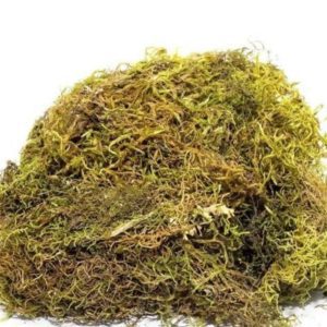Musgo Verde Pacote Grande 40x60cm